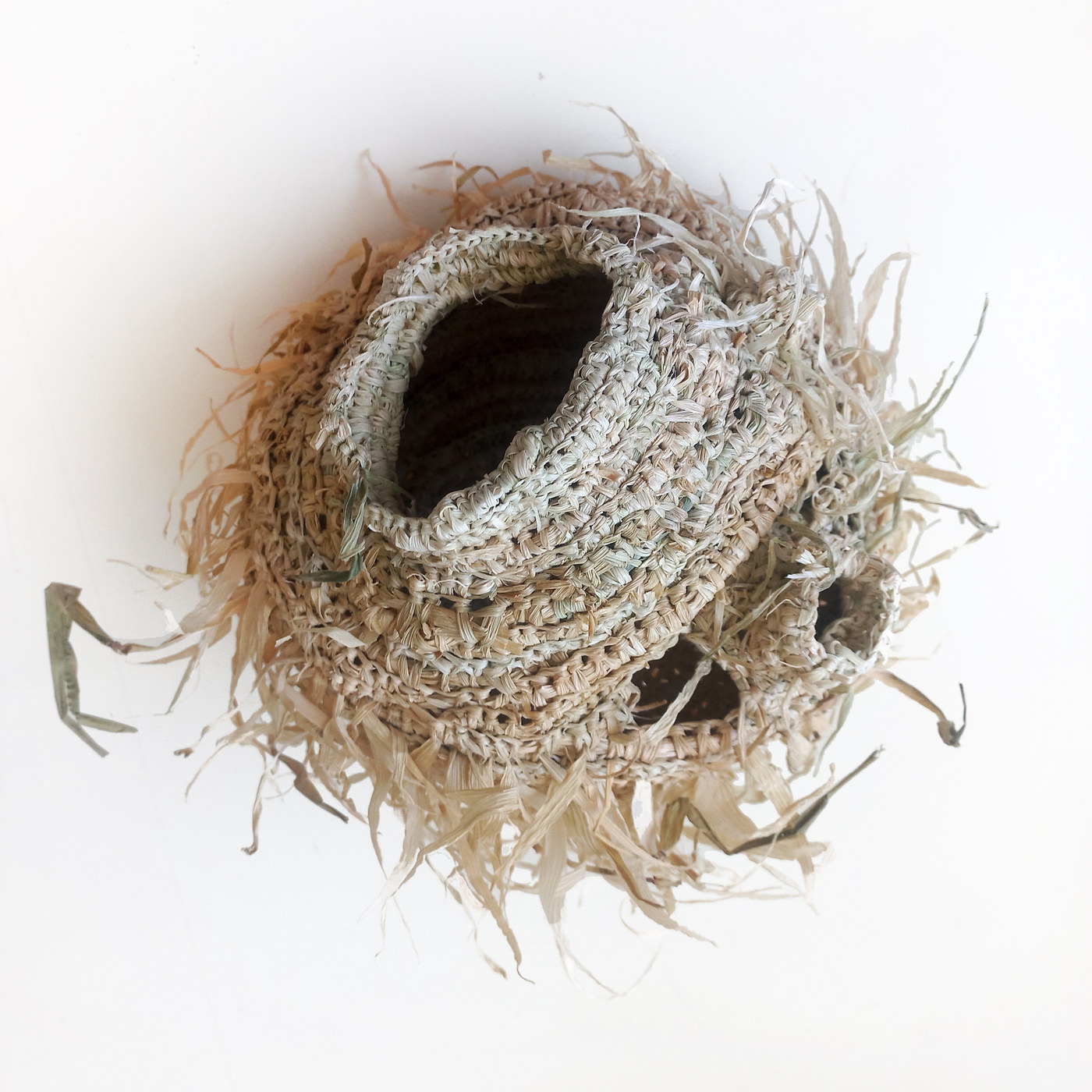 Vanesa_Perez_Cepeda_Parrot_nest2_2