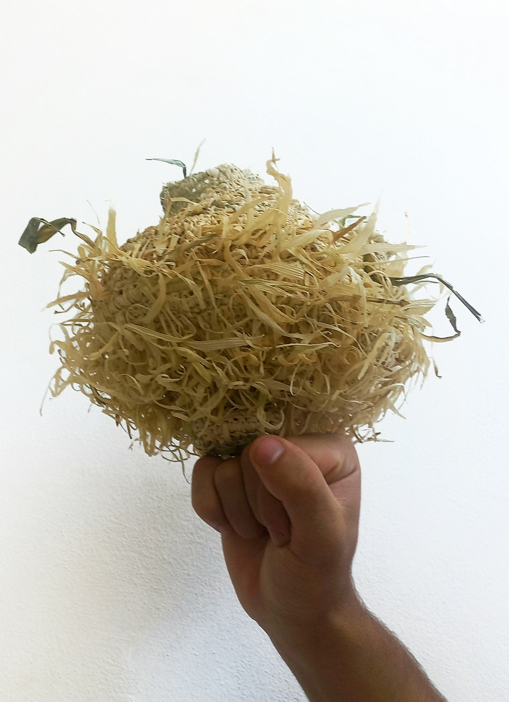 Vanesa_Perez_Cepeda_Parrot_nest3_2